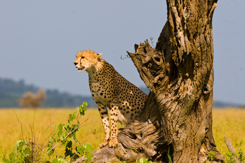 Cheetah On Tree Stump